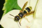 wasp_gdn_160723a.jpg