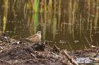 waterPipit_LM_310323a.jpg