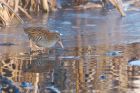 waterRail_LM_151222a.jpg