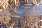 waterRail_LM_151222b.jpg