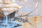 waterRail_LM_151222c.jpg