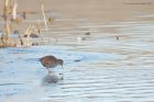 waterRail_LM_151222d.jpg