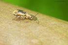 weevil_HB_120522a.jpg