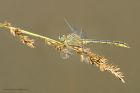 westernClubtail_HauteBretagne_140623a.jpg