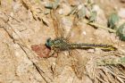 westernClubtail_gite2_220622a.jpg