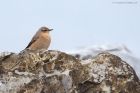 wheatear_RP_161021a.jpg