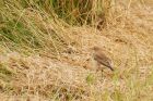 wheatear_lunt_310821a.jpg