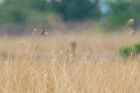 whinchat_LM_010519a.jpg