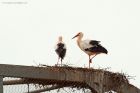 whiteStork_SLzoo_150322a.jpg