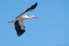 whiteStork_zoo_270323a.jpg