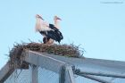 whiteStork_zoo_270323b.jpg