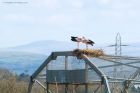 whiteStork_zoo_270323c.jpg