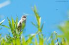 whitethroat_MM_310522a.jpg