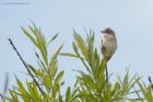 whitethroat_MM_310522b.jpg