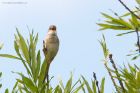 whitethroat_MM_310522c.jpg