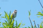 whitethroat_MM_310522d.jpg