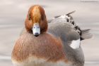 wigeon_MMWWT_110222a.jpg