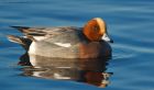 wigeon_MiMWWT_171221a.jpg