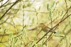 willowWarbler_HB_050523a.jpg