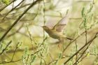 willowWarbler_HB_050523b.jpg