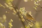 willowwarbler_HB_210423a.jpg