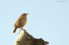 wren_gdn_030523a.jpg