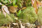 wren_gdn_290123b.jpg